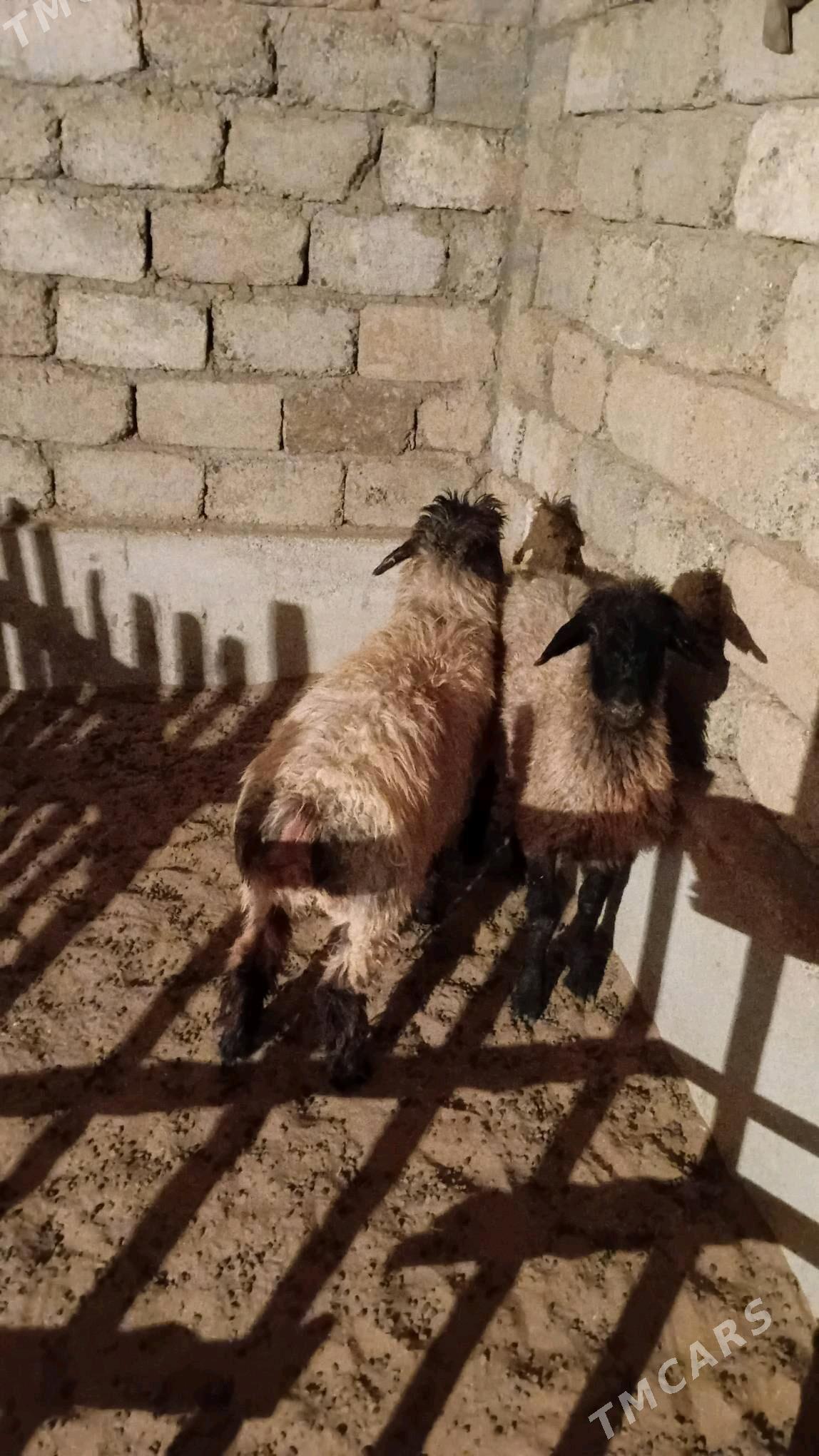 Tokly - Гарадамак Шор - img 3