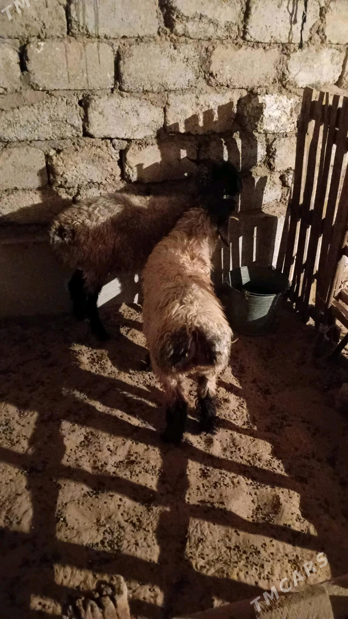 Tokly - Гарадамак Шор - img 5