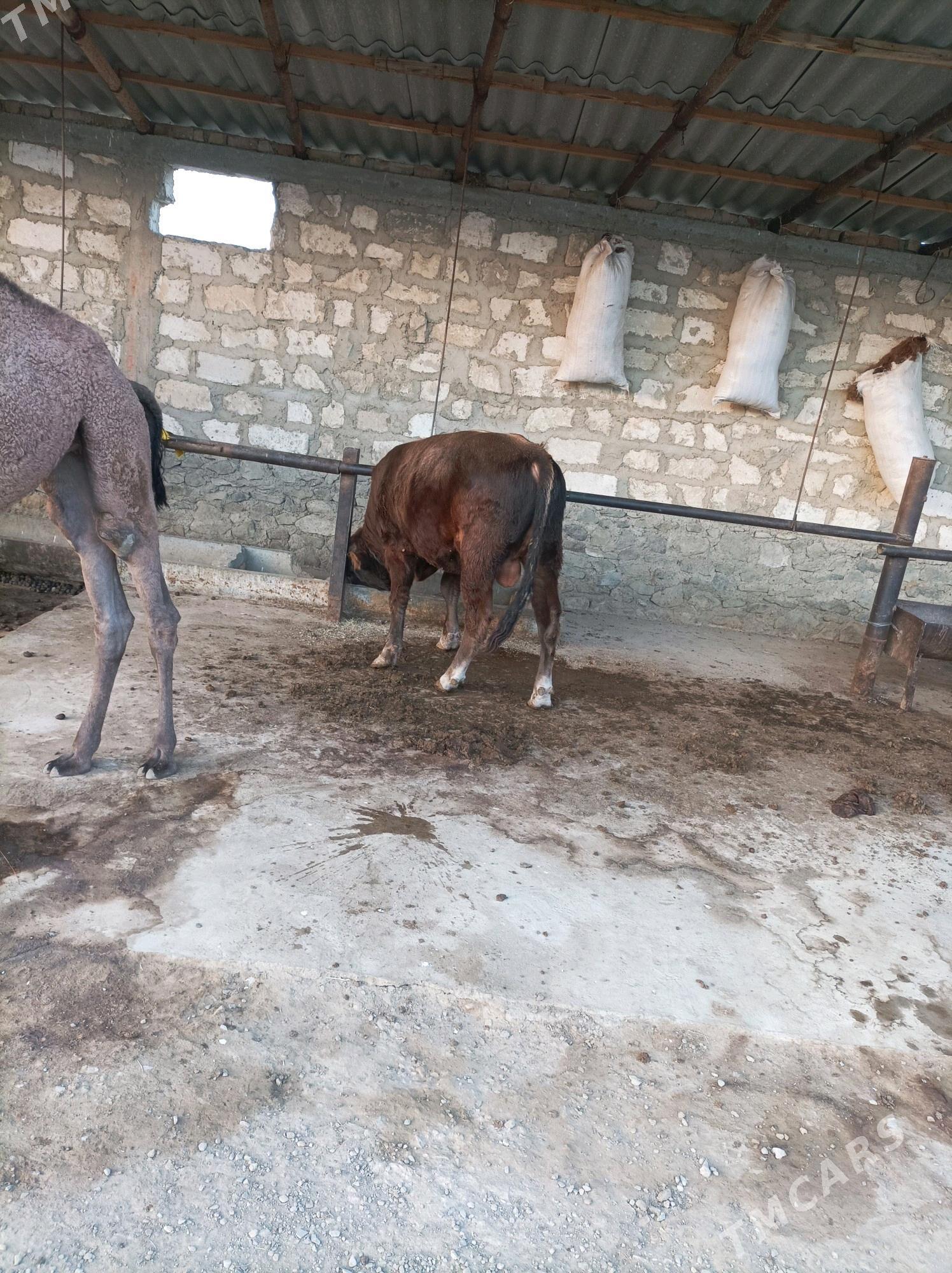 окуз - Берекет - img 2