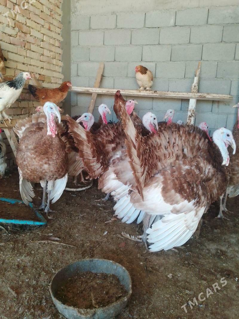 induk - Гёкдепе - img 4