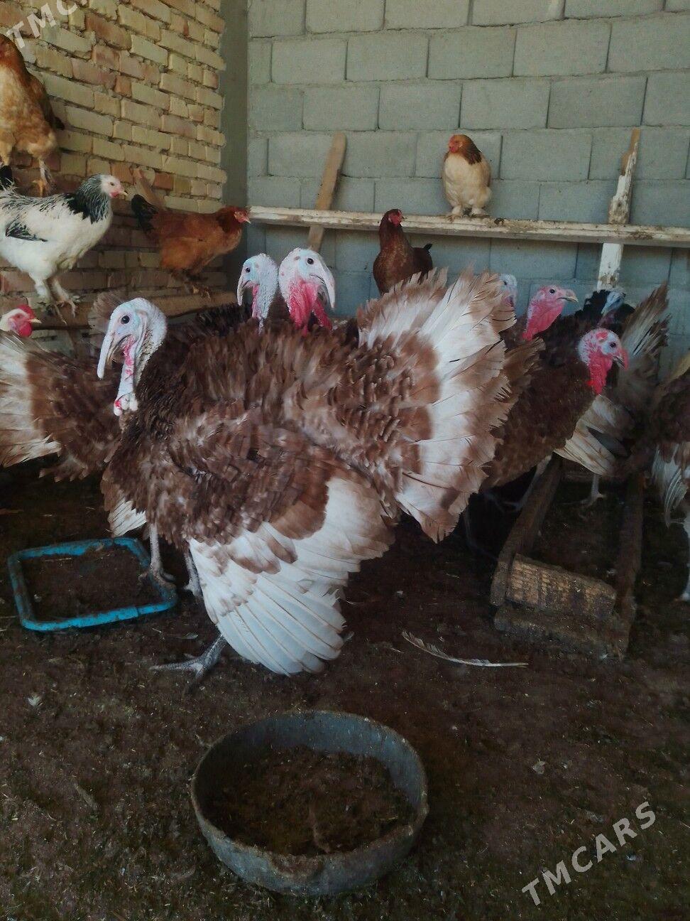 induk - Гёкдепе - img 8