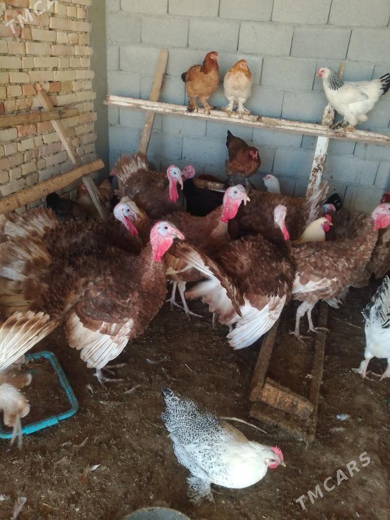 induk - Гёкдепе - img 3