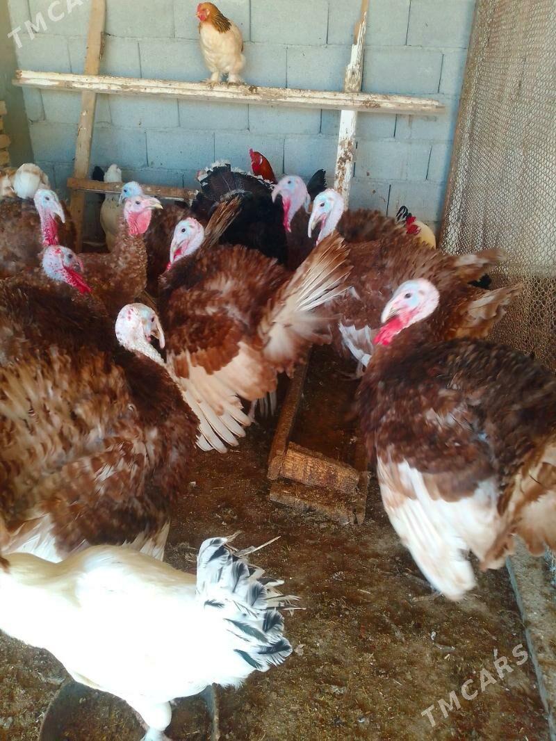 induk - Гёкдепе - img 7