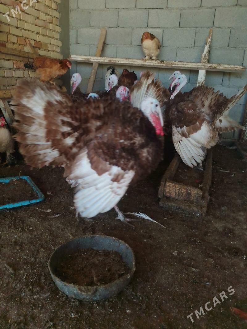 induk - Гёкдепе - img 2