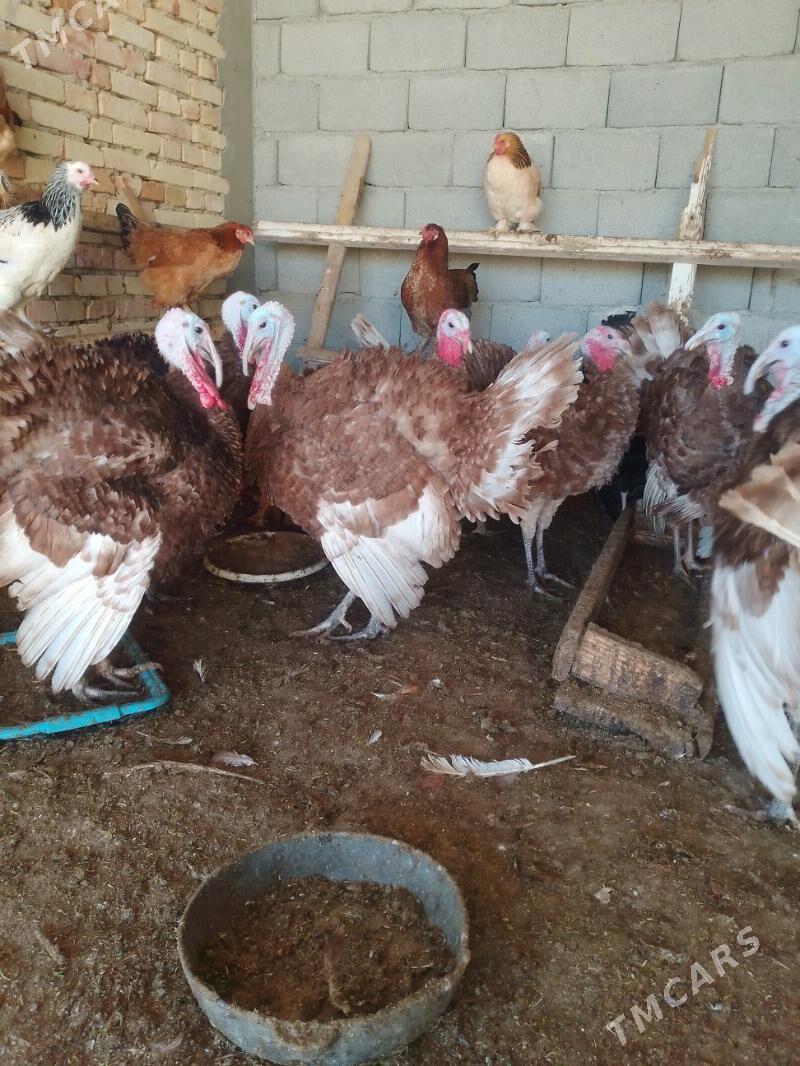 induk - Гёкдепе - img 6