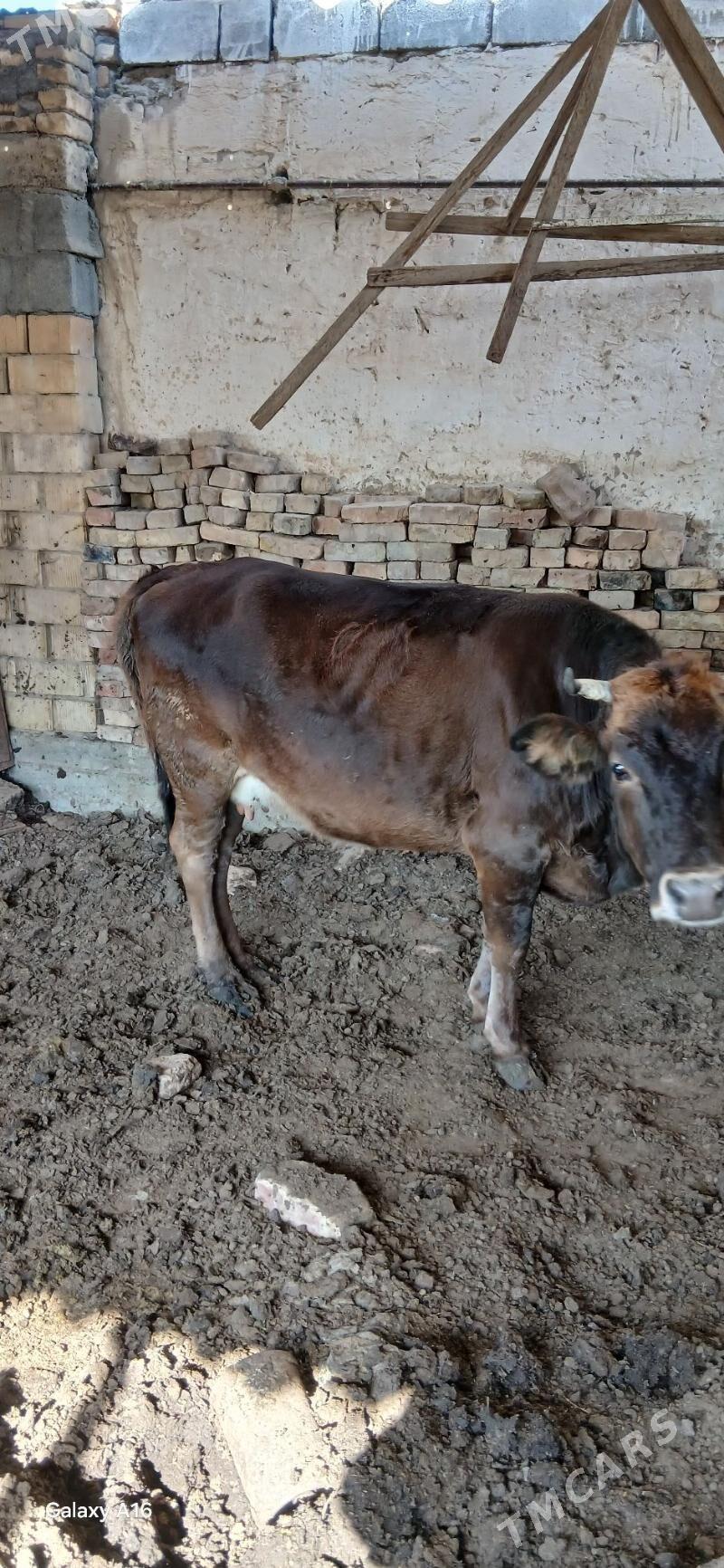 Bakylan sygyr - Aşgabat - img 1