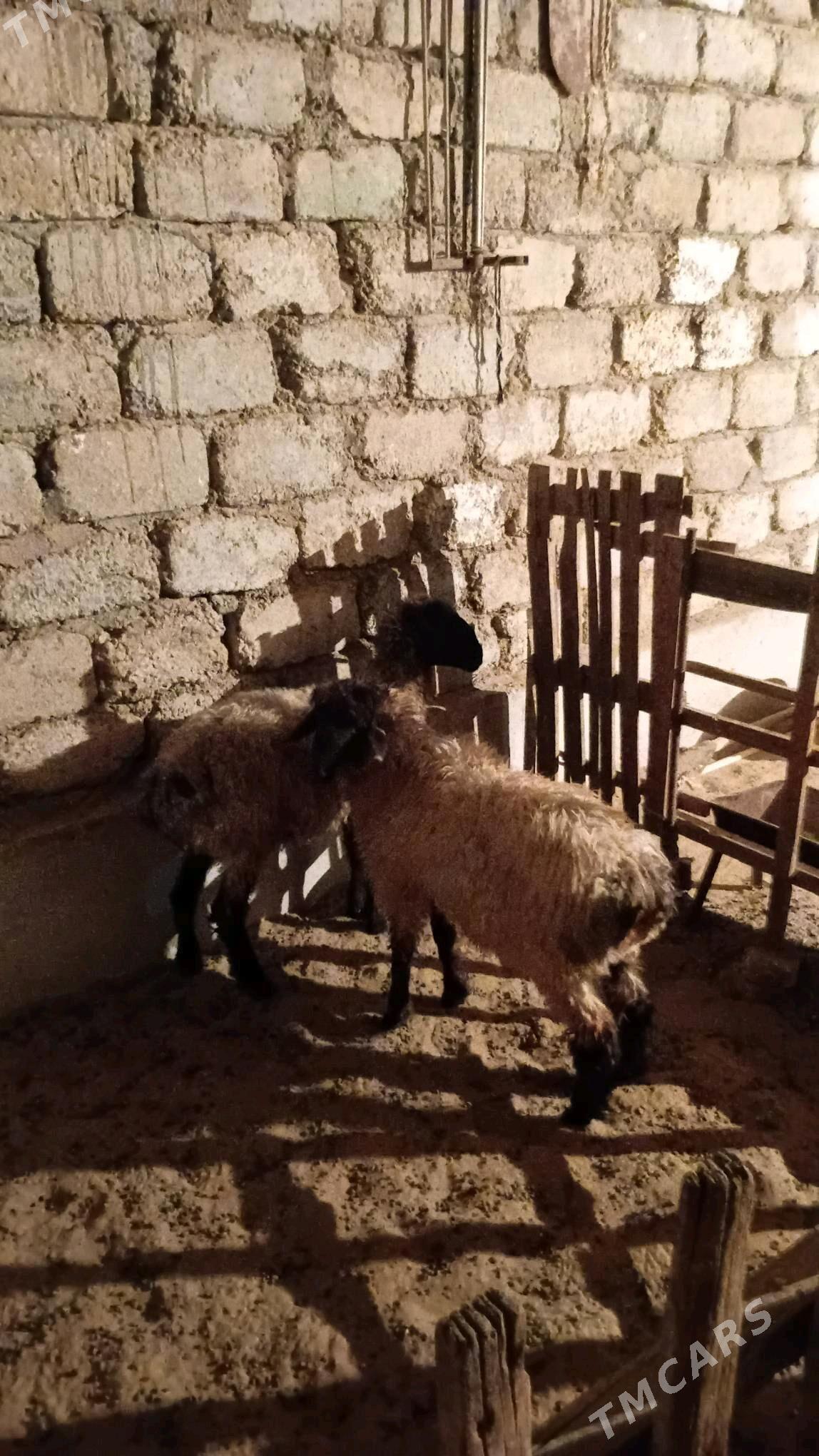 Tokly - Гарадамак Шор - img 2