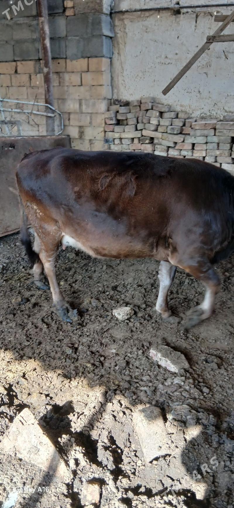 Bakylan sygyr - Aşgabat - img 2