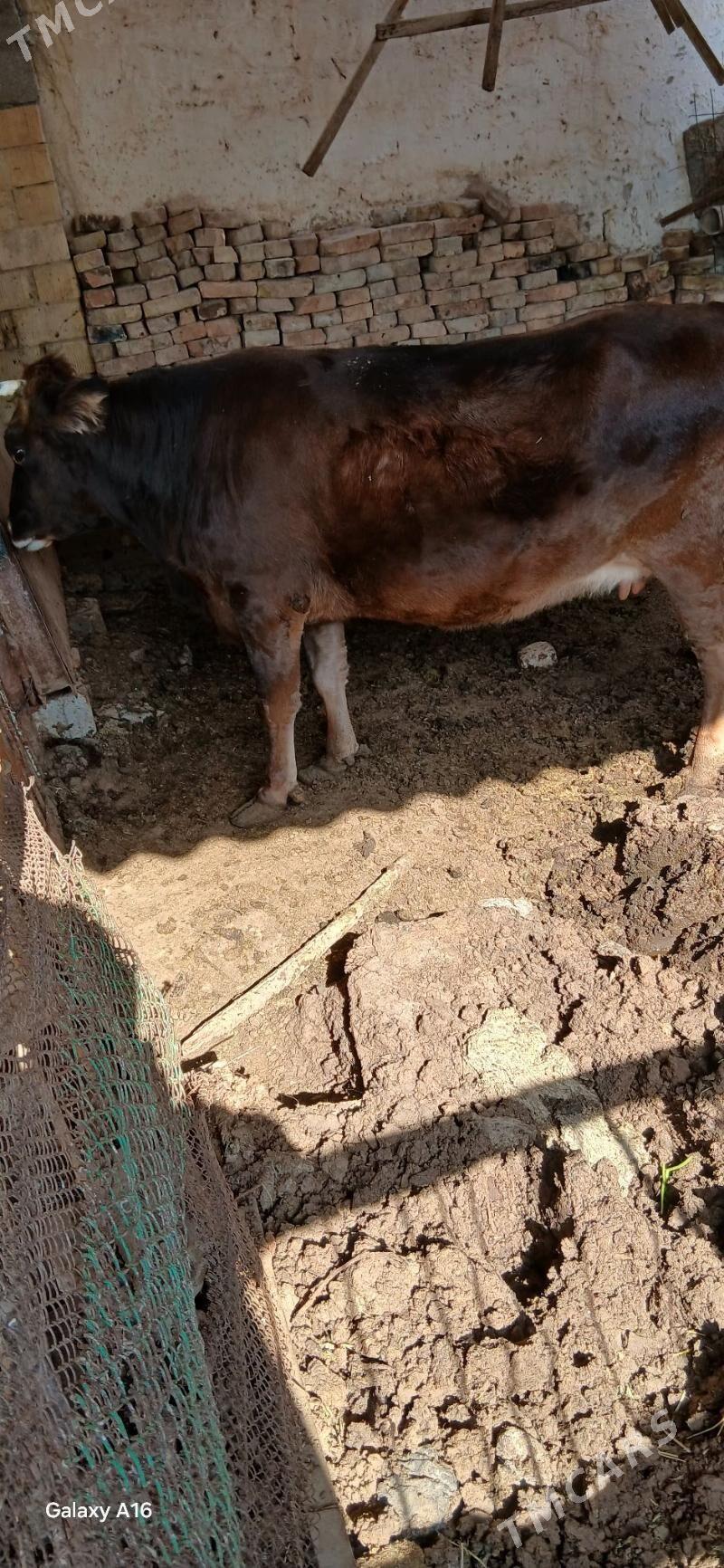 Bakylan sygyr - Aşgabat - img 3