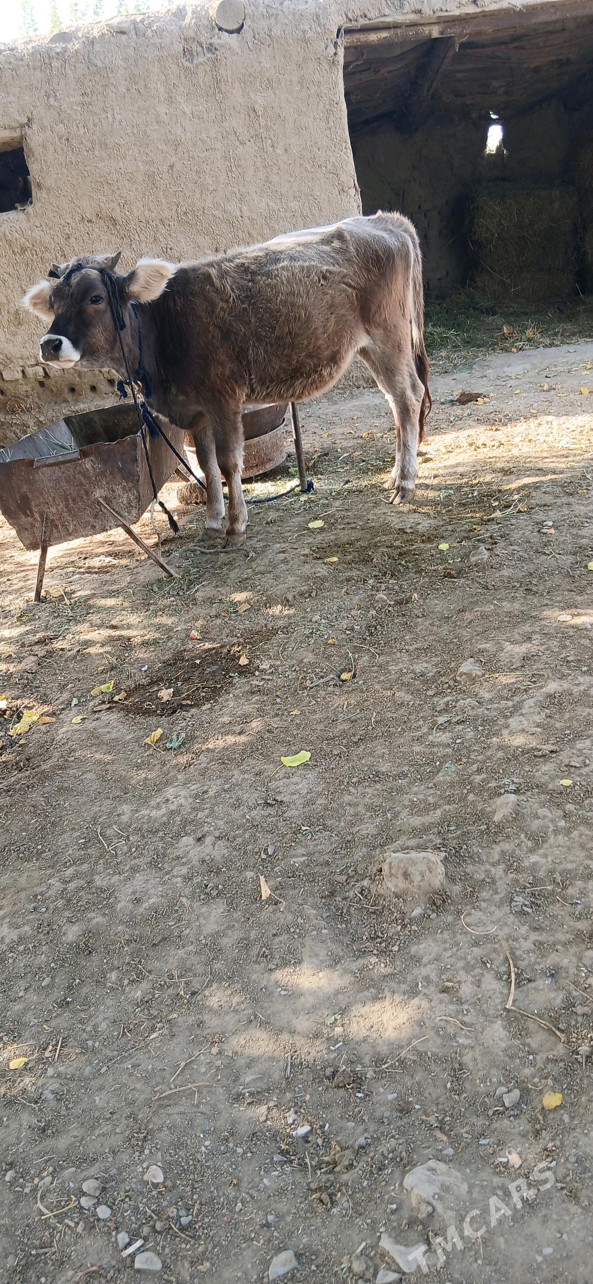 Tüwe - Bäherden - img 3