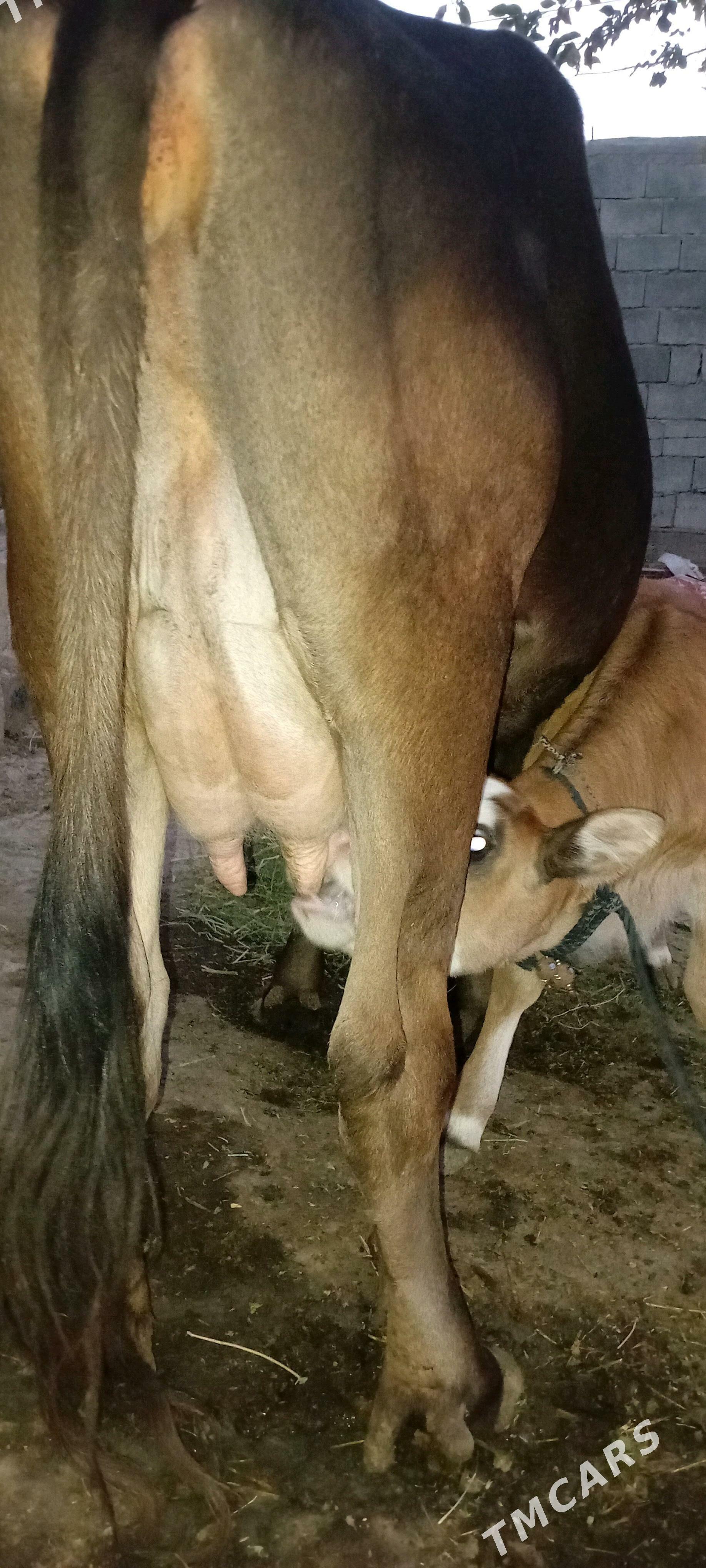 Göleli sygyr şwes - Gökdepe - img 2