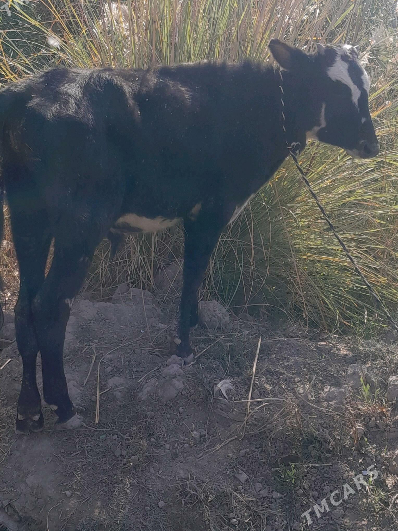 ökzçe - Murgap - img 2