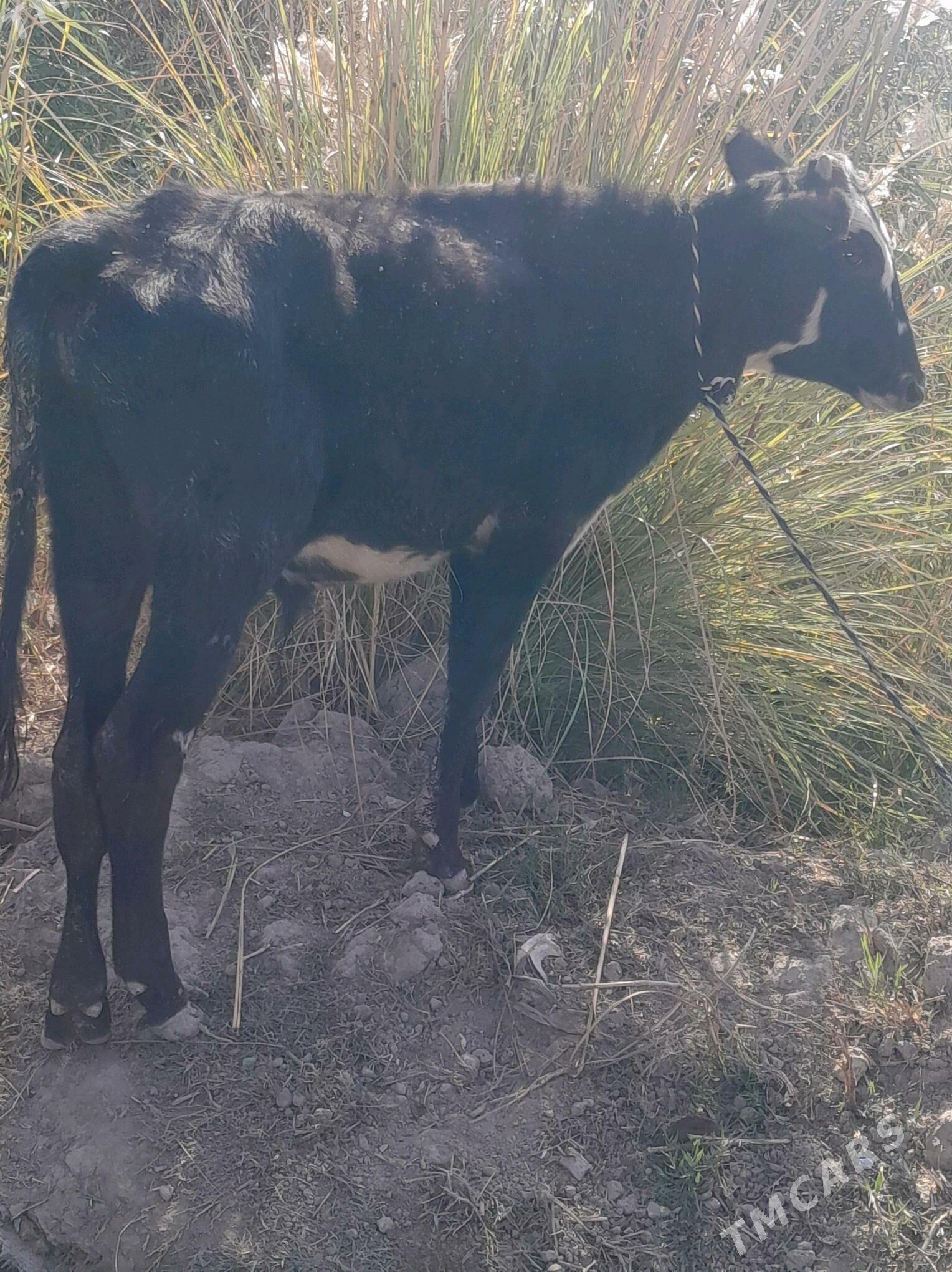 ökzçe - Murgap - img 3