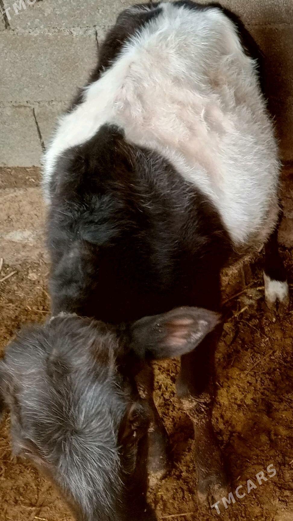 gole tuwe - Ak bugdaý etraby - img 2