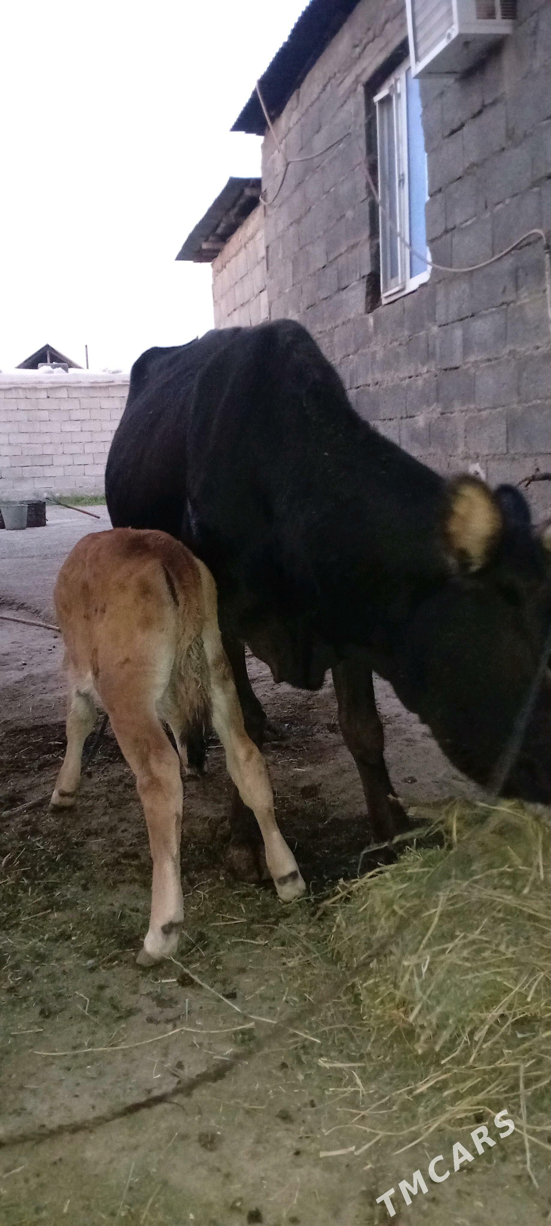 Göleli sygyr şwes - Gökdepe - img 3