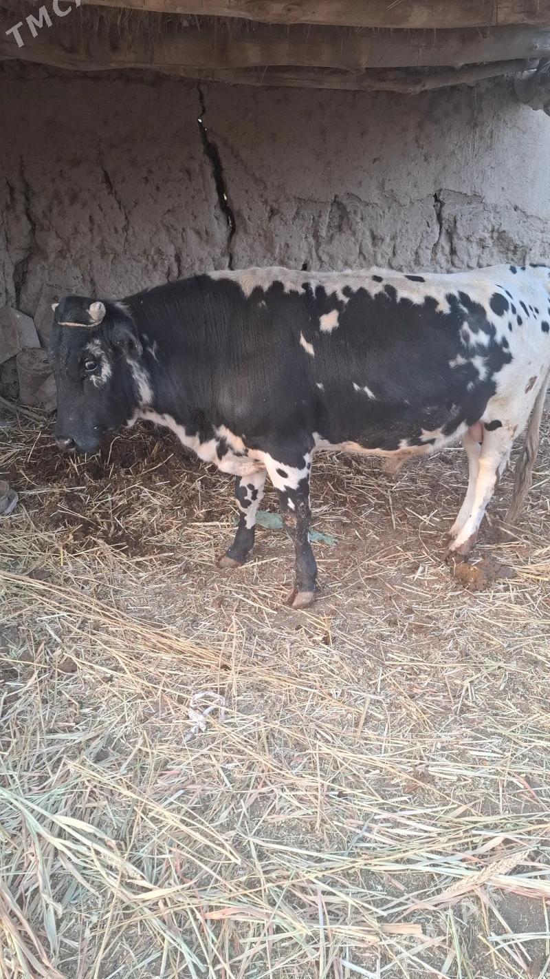 Öküz - Türkmenbaşy etr. - img 3