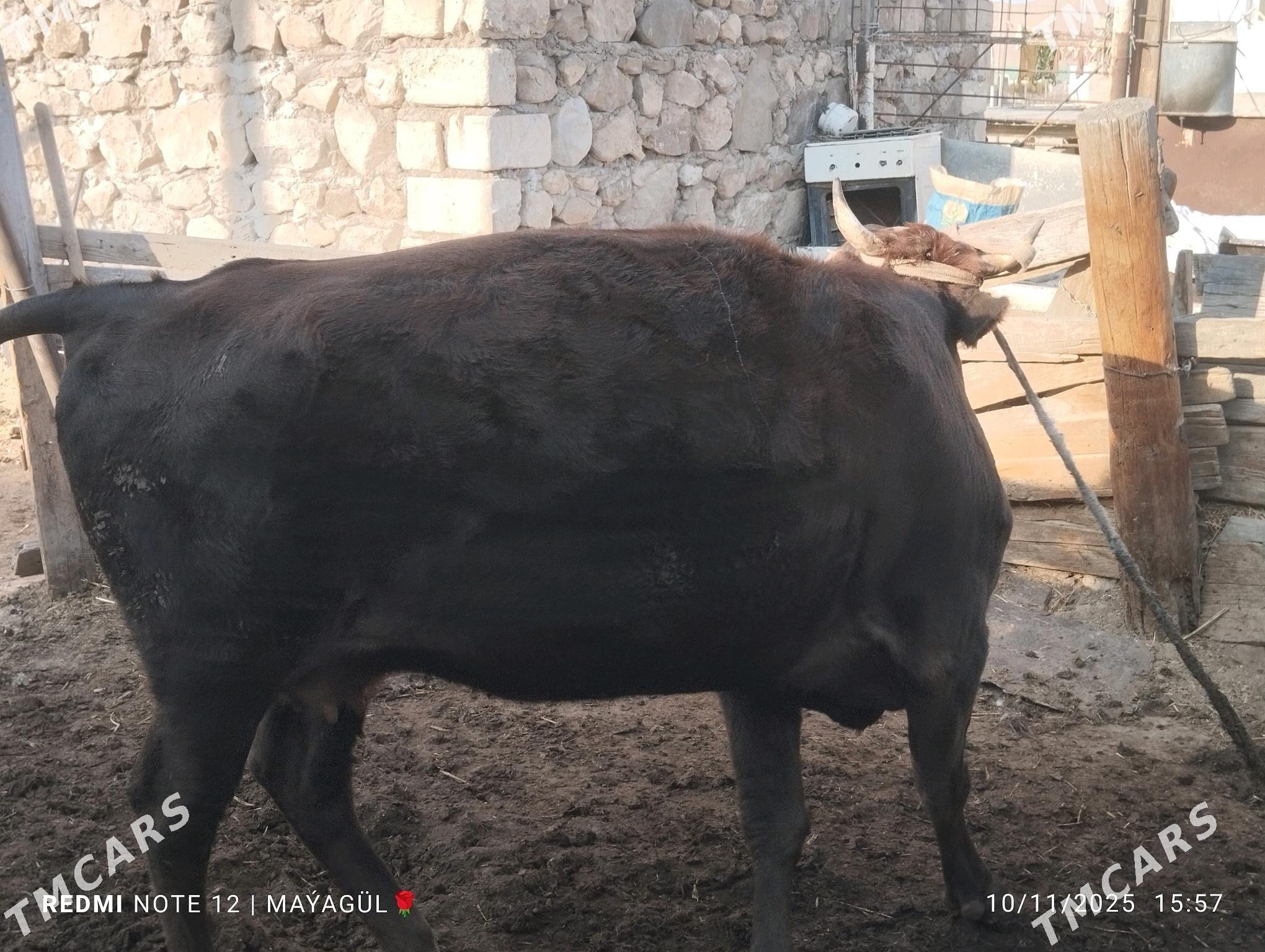 gacar - Jebel - img 2