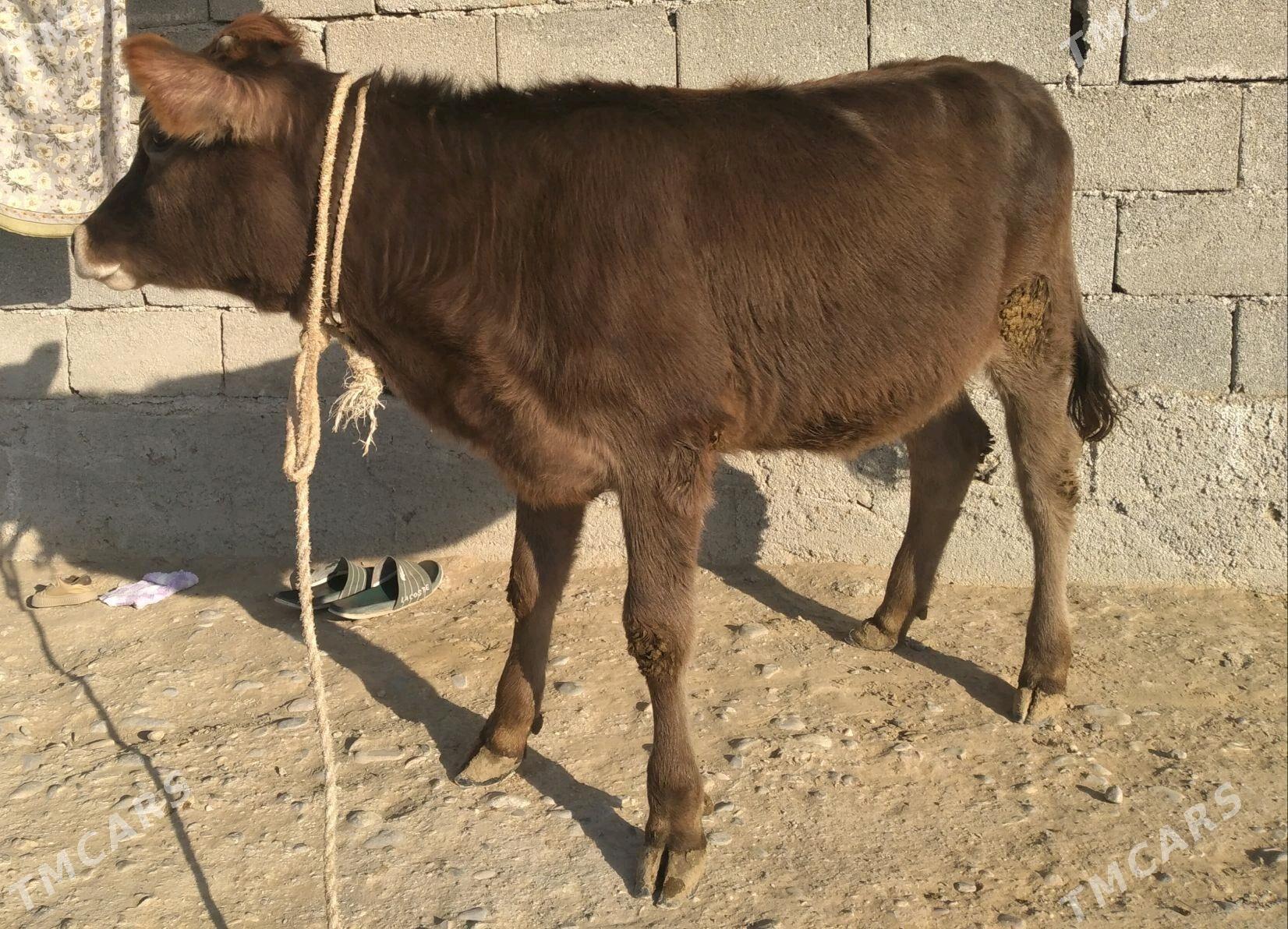 TUWE (SYGYR/OKUZ) - Änew - img 2