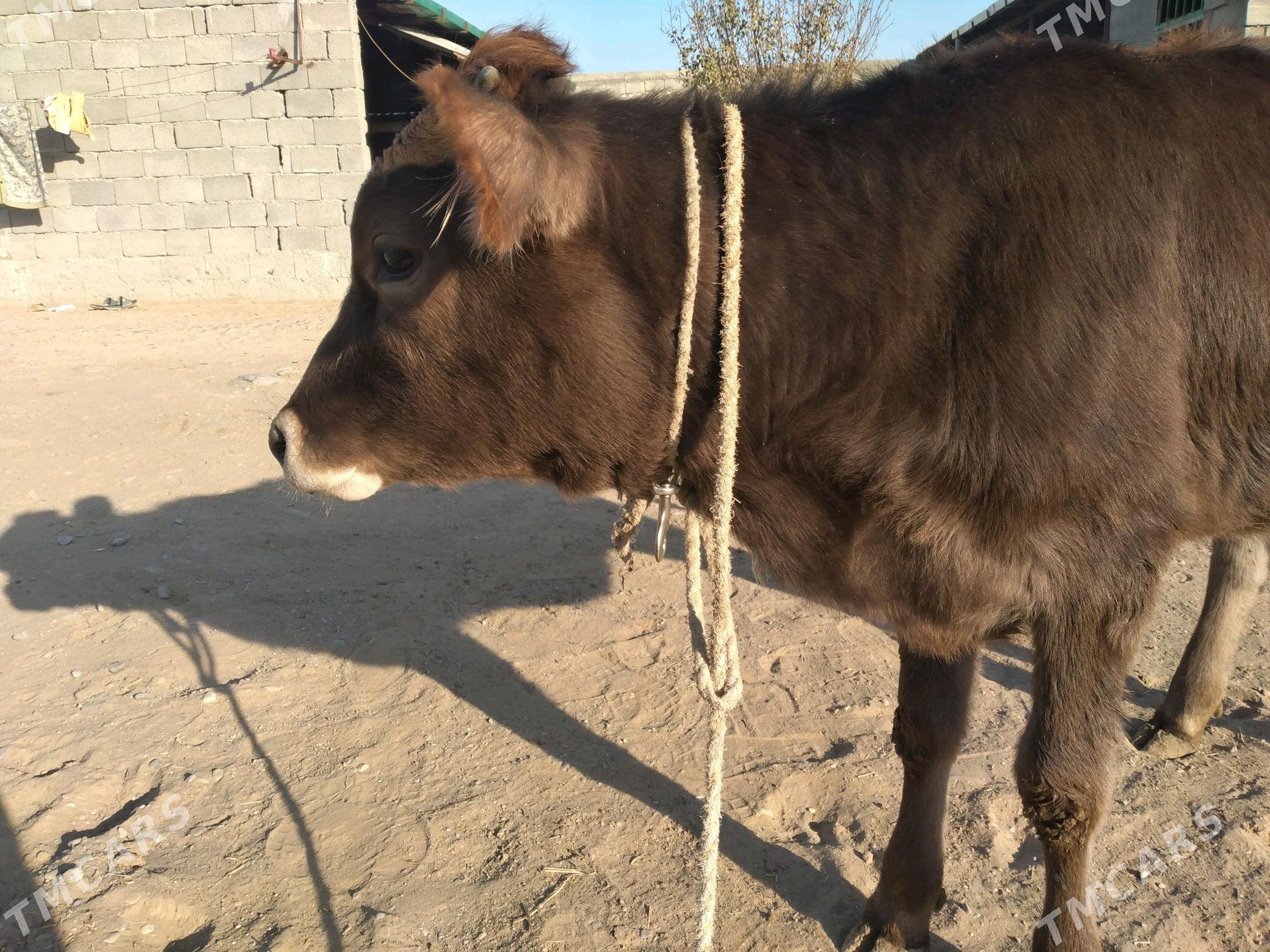 TUWE (SYGYR/OKUZ) - Änew - img 3