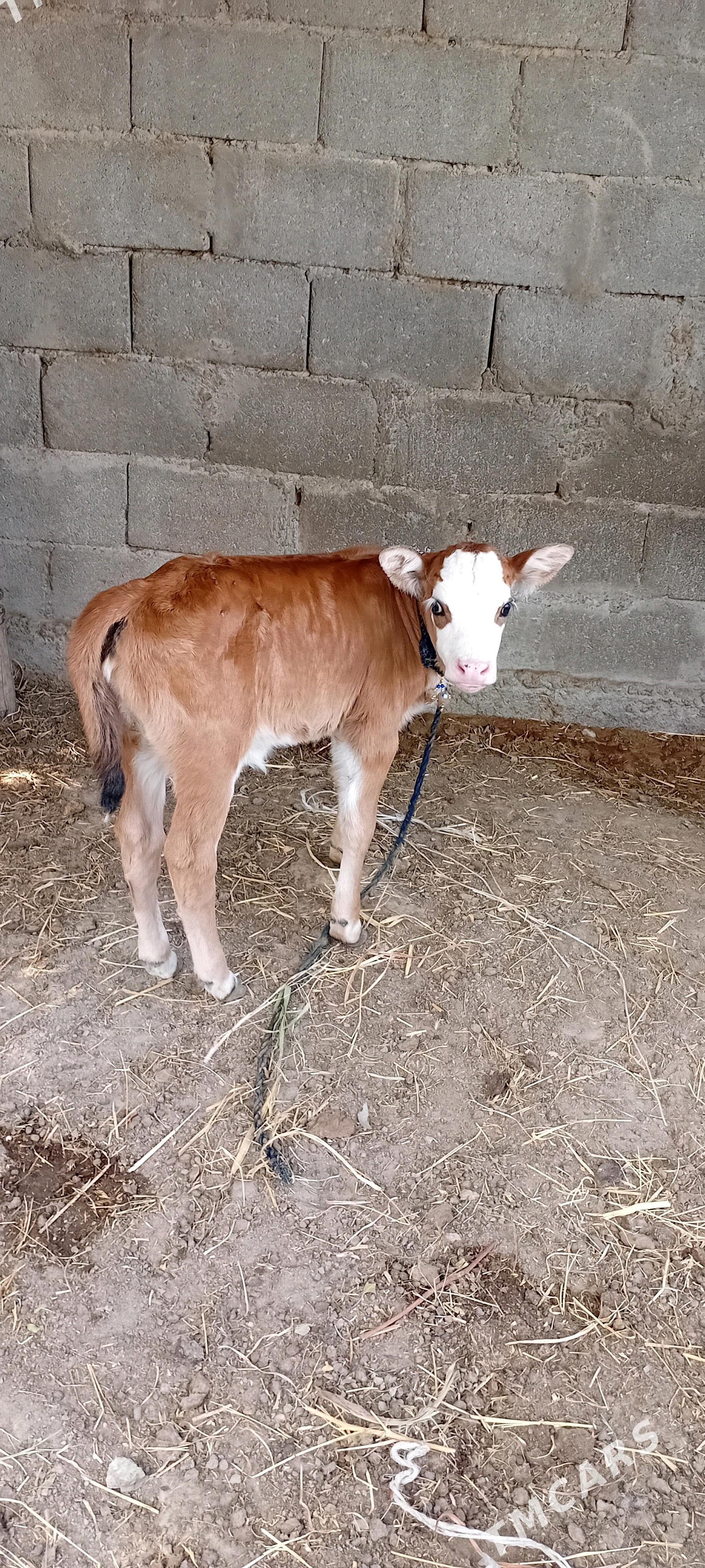 Göleli sygyr şwes - Gökdepe - img 4