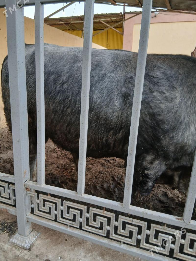 okuz - Aşgabat - img 3