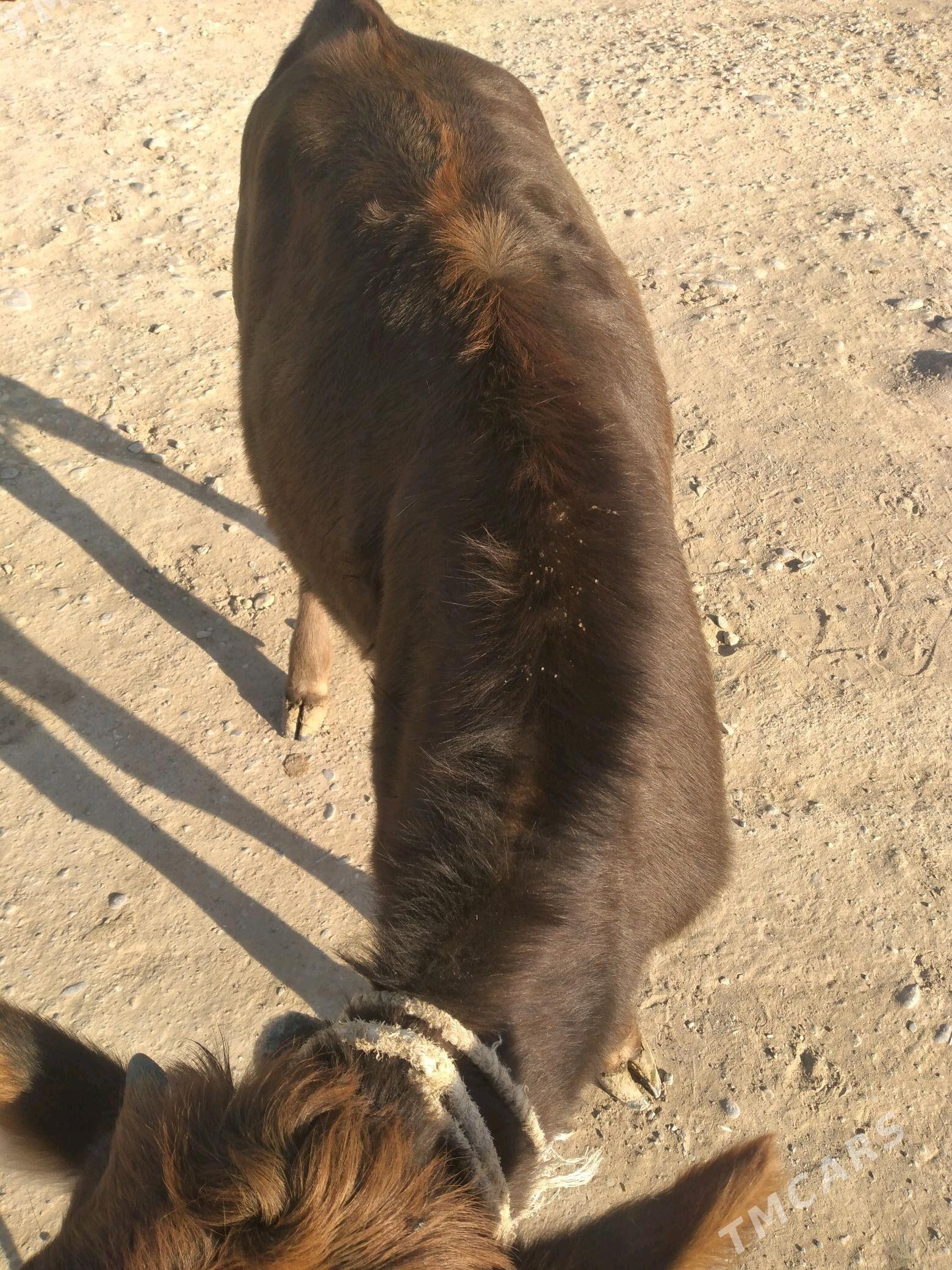 TUWE (SYGYR/OKUZ) - Änew - img 4