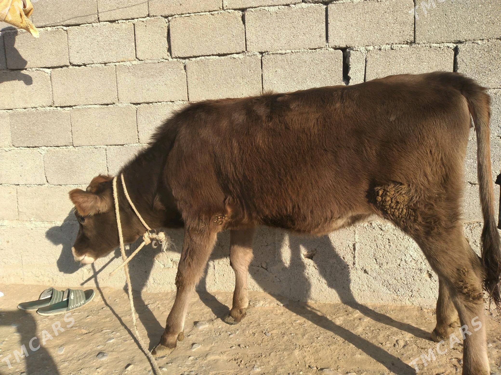 TUWE (SYGYR/OKUZ) - Änew - img 5