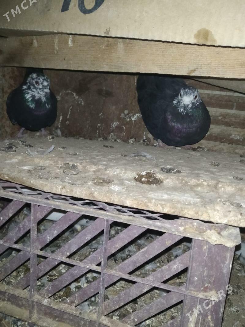 kepderi - Mary - img 2