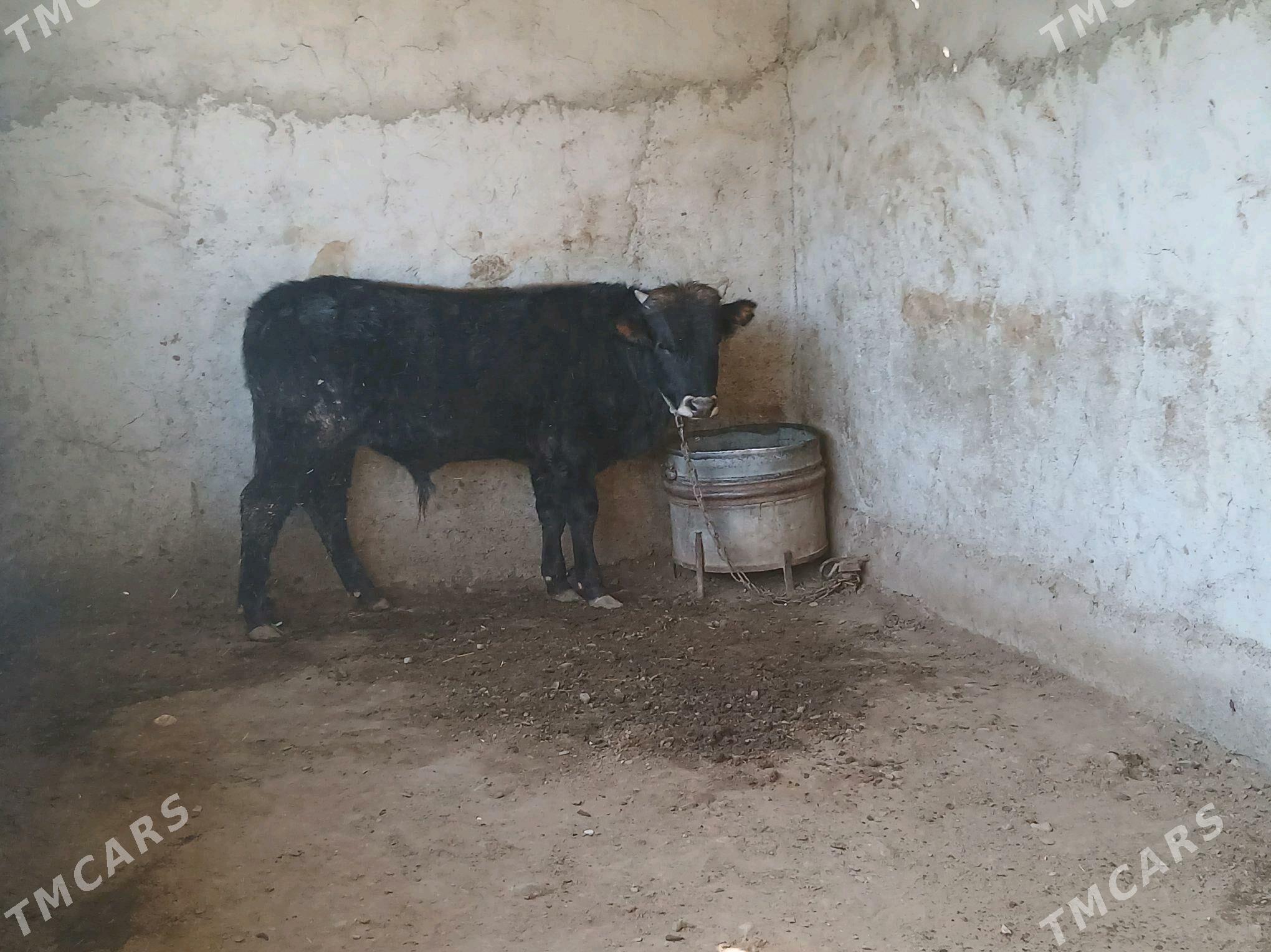 ökuz - Gyzylarbat - img 2