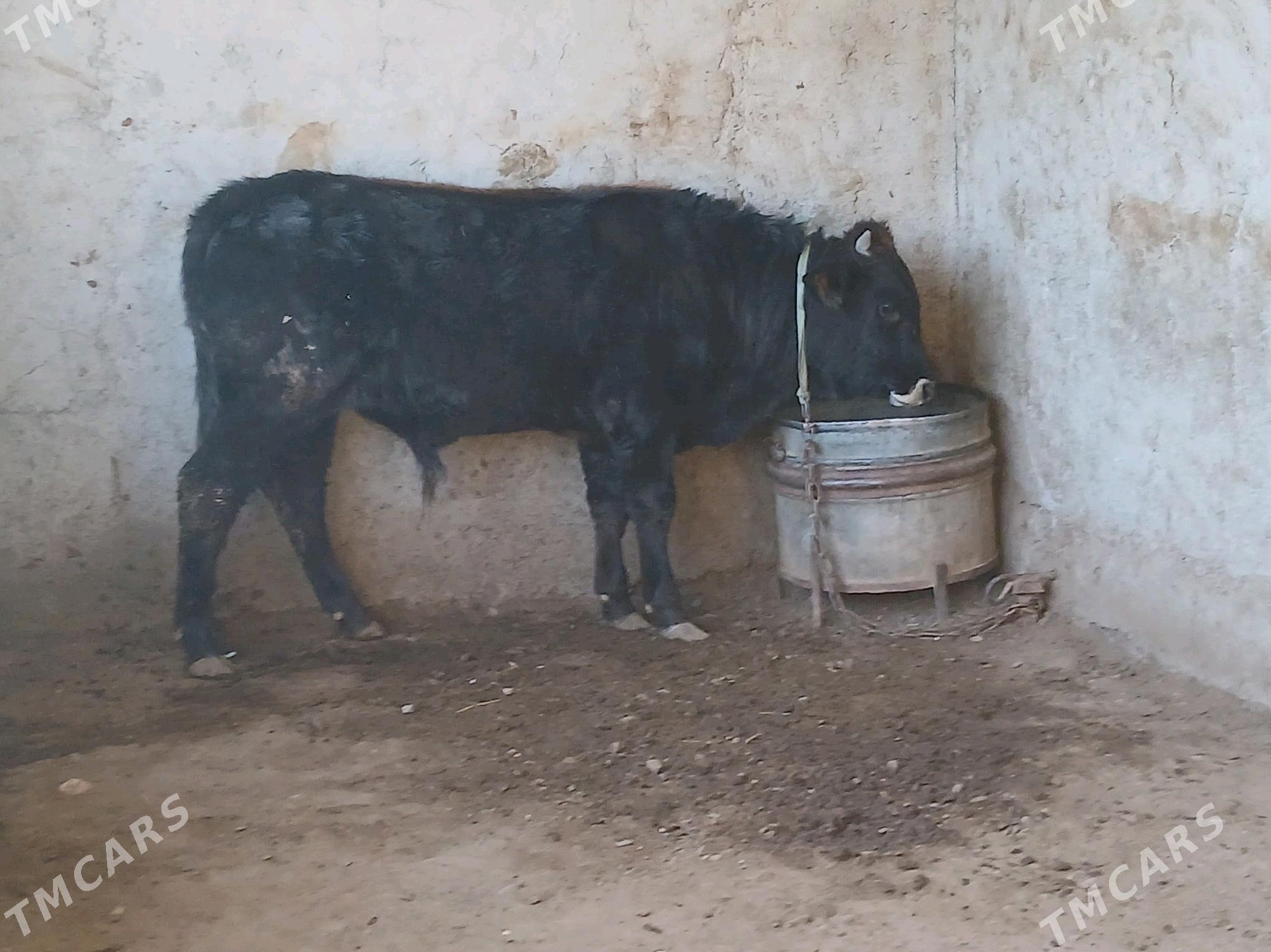 ökuz - Gyzylarbat - img 3