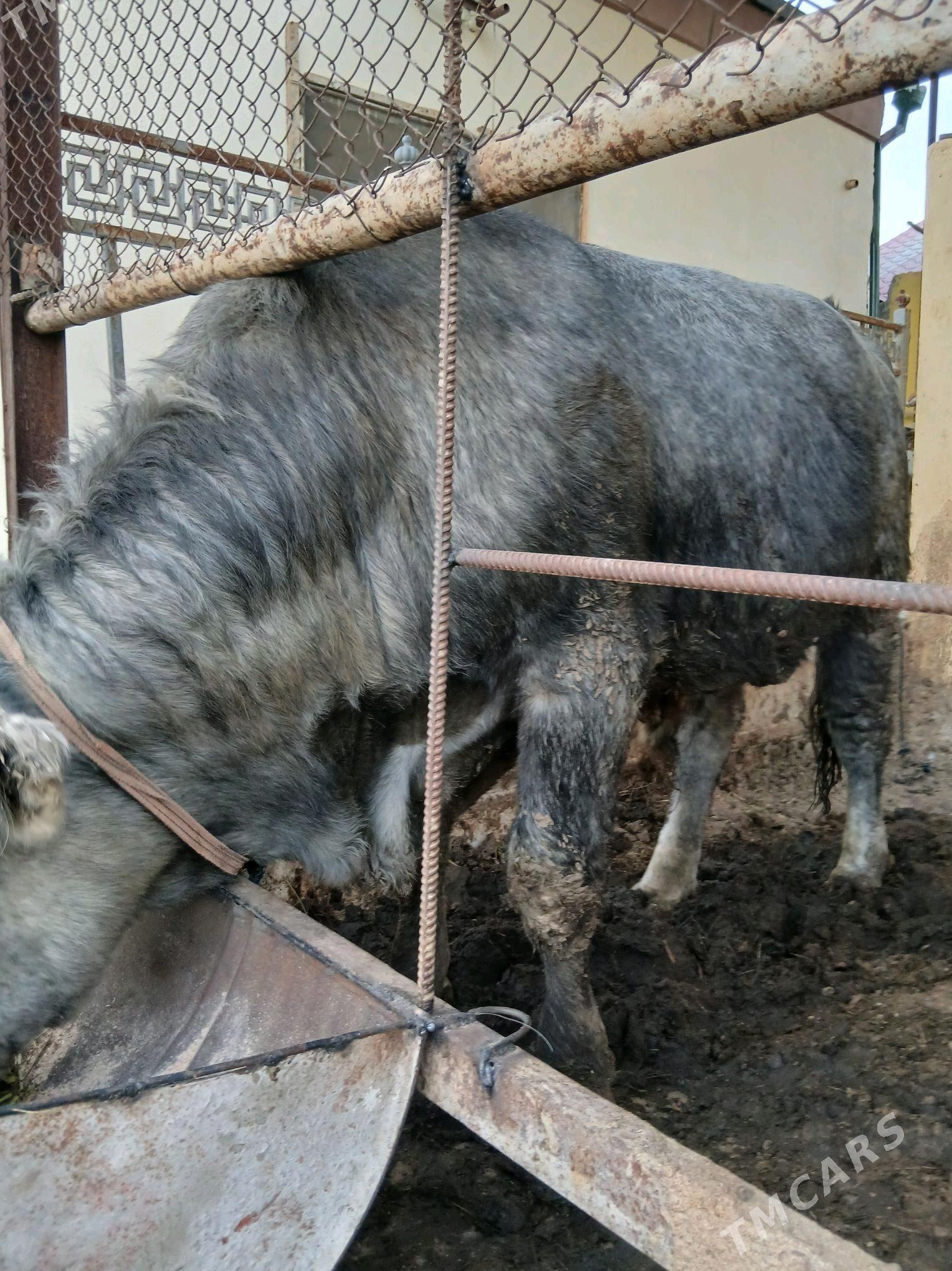 okuz - Aşgabat - img 2