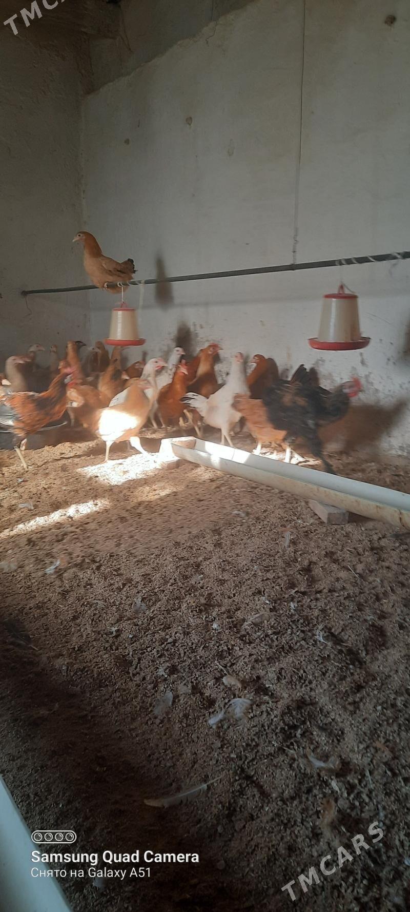 towuk jüje - Tejen - img 3