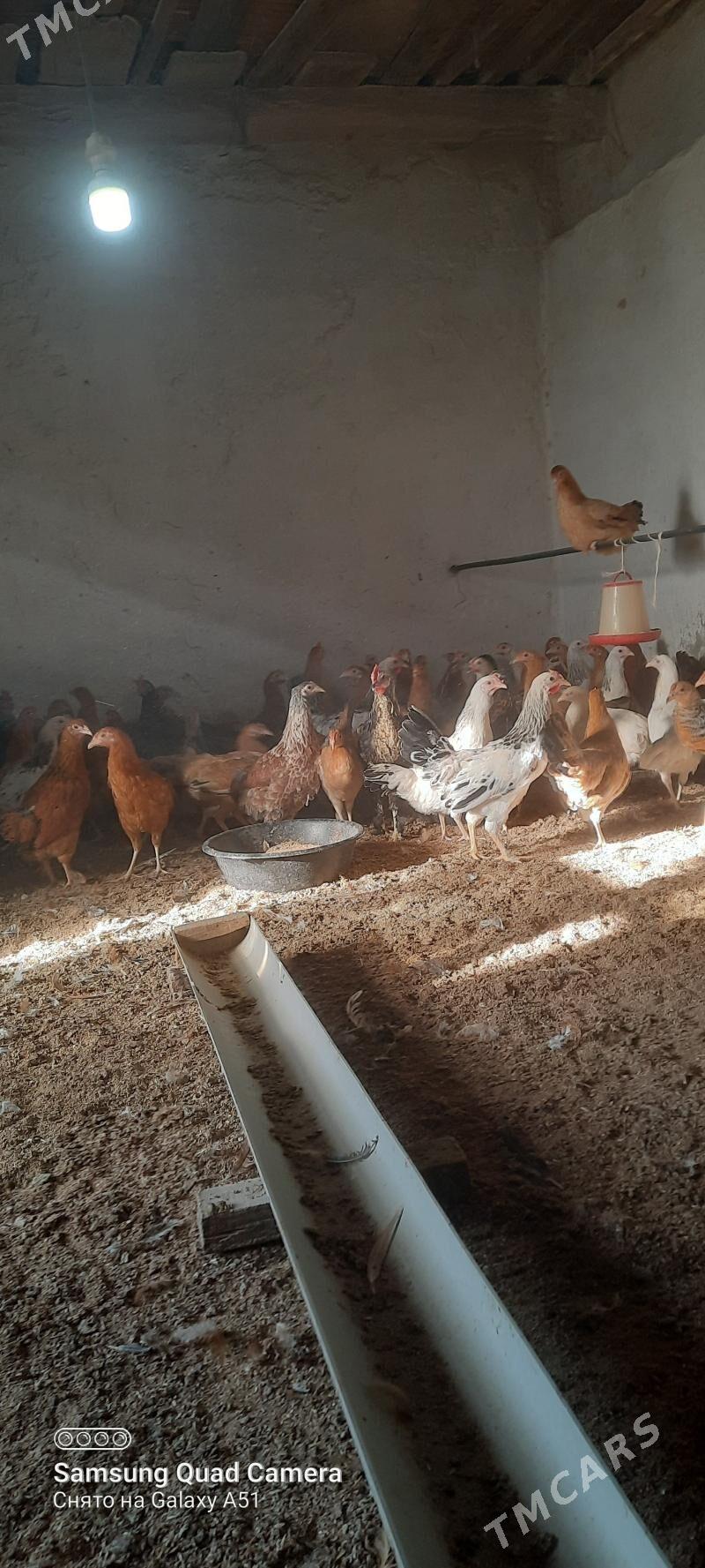 towuk jüje - Tejen - img 1