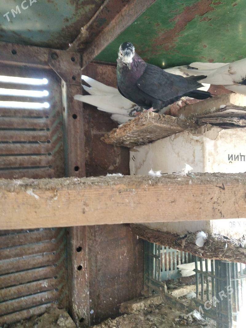 kepderi - Mary - img 4