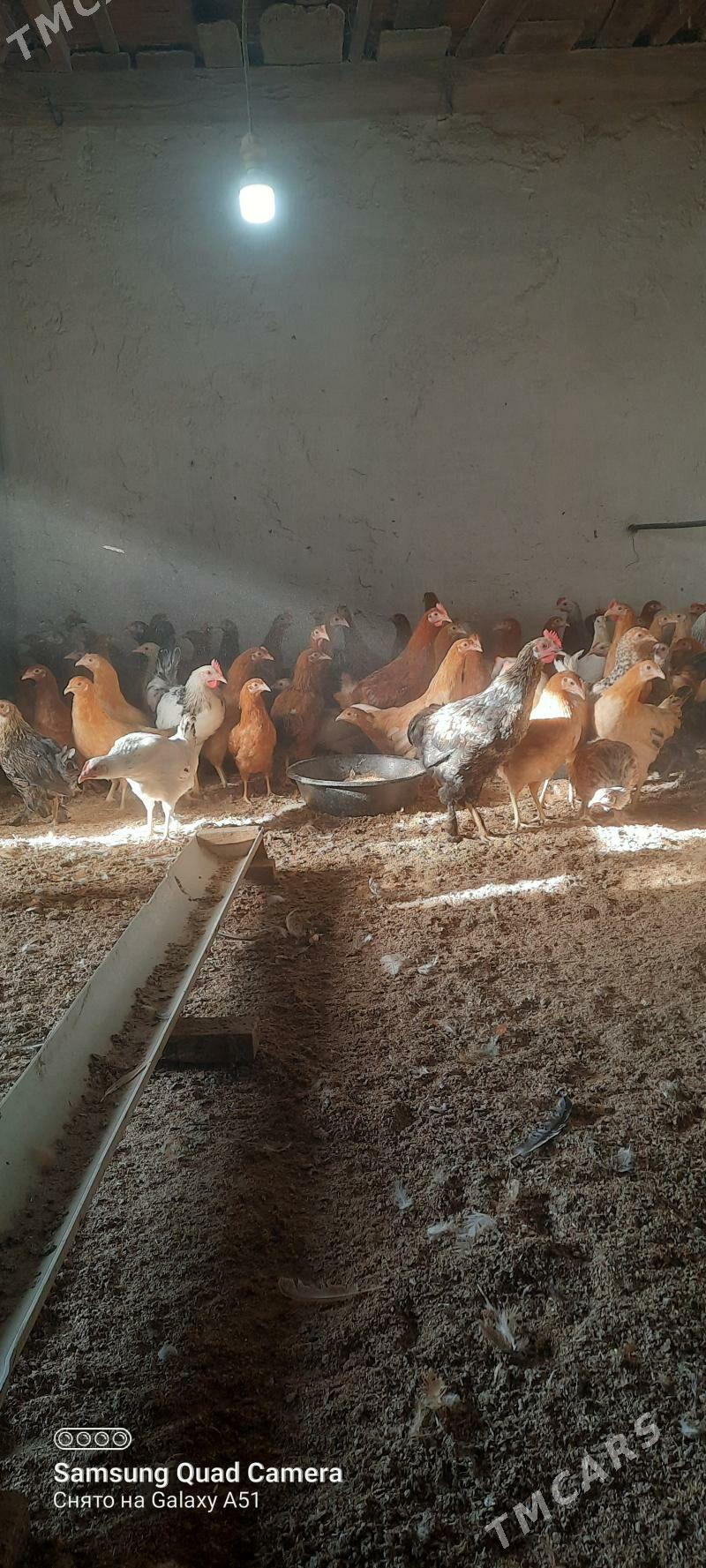 towuk jüje - Tejen - img 2