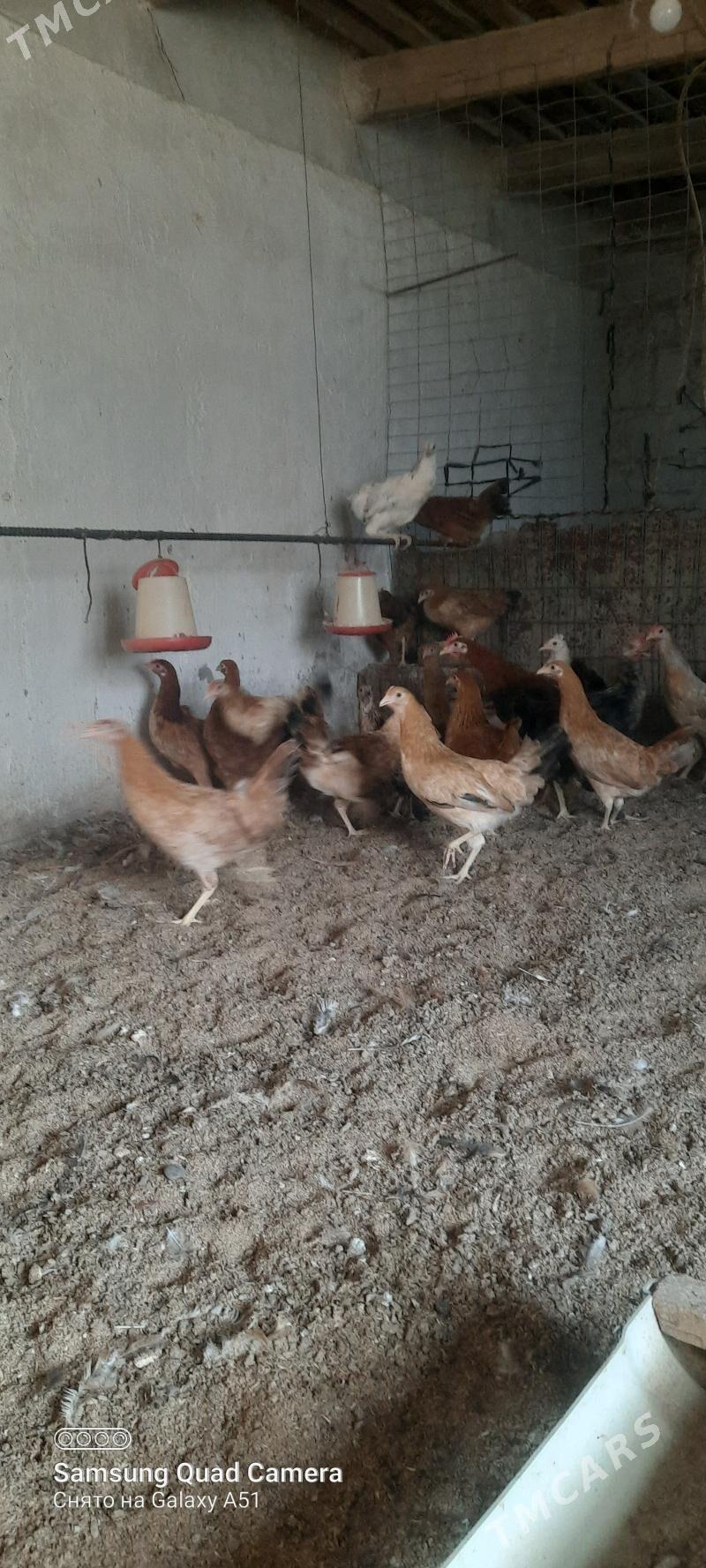 towuk jüje - Tejen - img 6