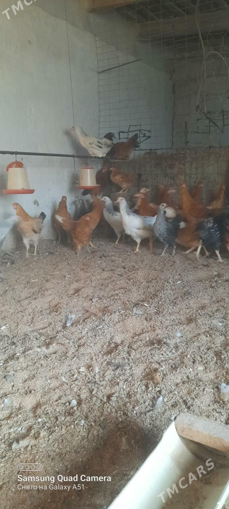 towuk jüje - Tejen - img 4