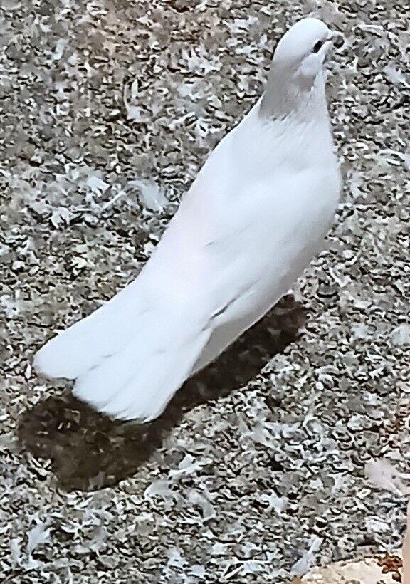 kepderi - Ашхабад - img 3