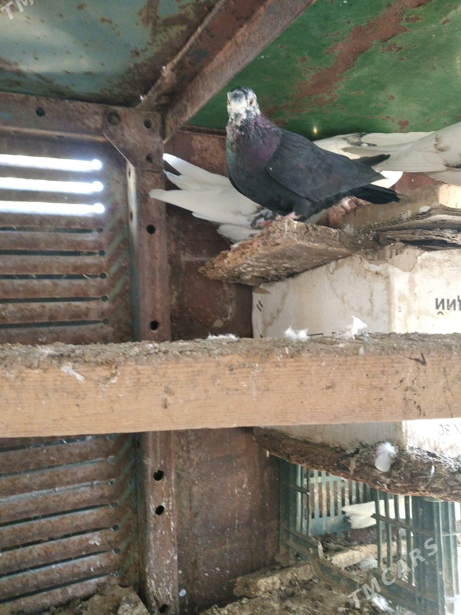 kepderi - Mary - img 3