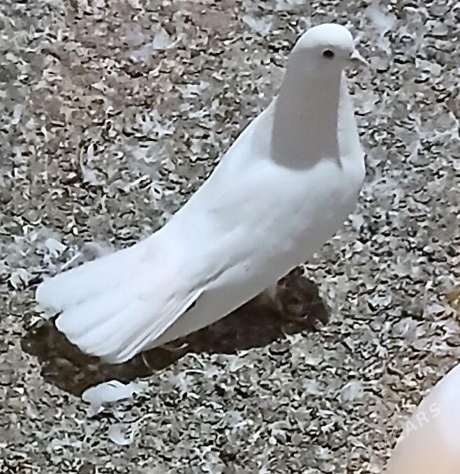 kepderi - Ашхабад - img 2