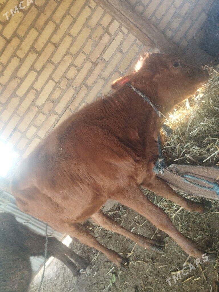 GÖLELİ SYGYR - Чарджоу - img 7