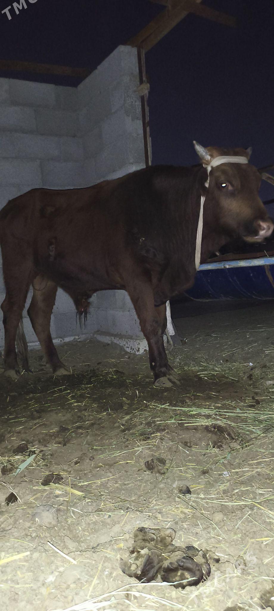 Okuz - Мары - img 4