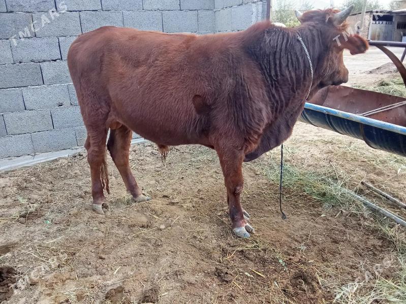 Okuz - Мары - img 2