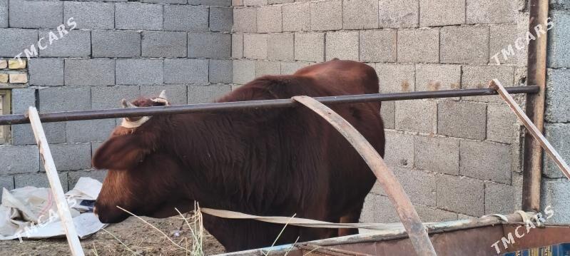 Okuz - Мары - img 3