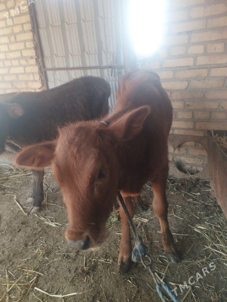 GÖLELİ SYGYR - Чарджоу - img 6