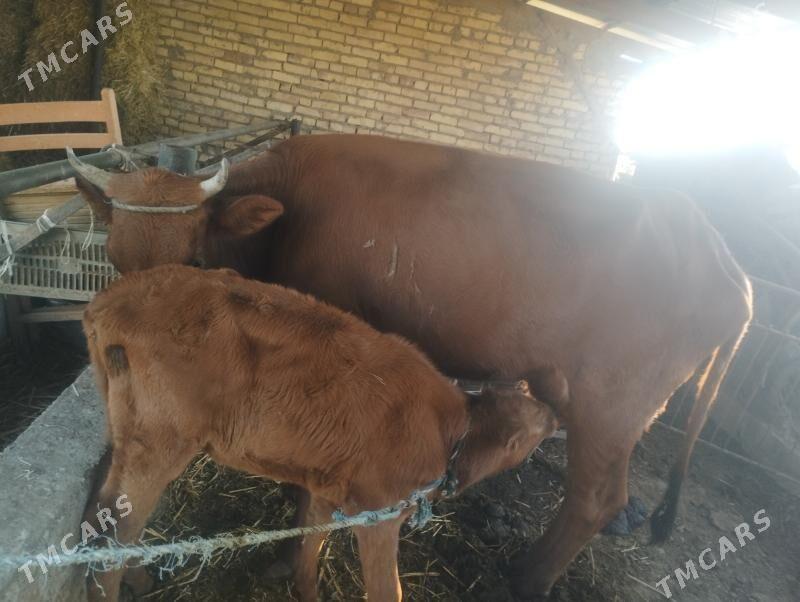 GÖLELİ SYGYR - Чарджоу - img 4