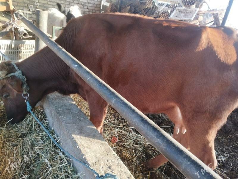 GÖLELİ SYGYR - Чарджоу - img 2