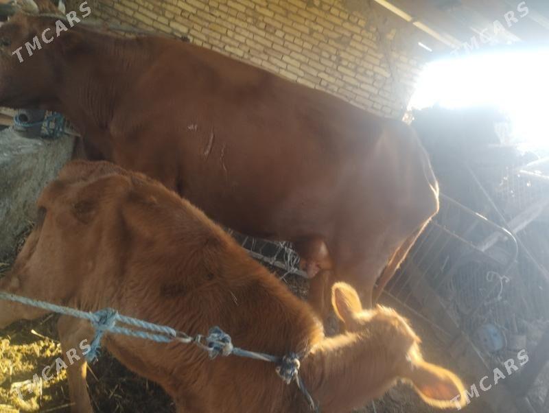 GÖLELİ SYGYR - Чарджоу - img 3