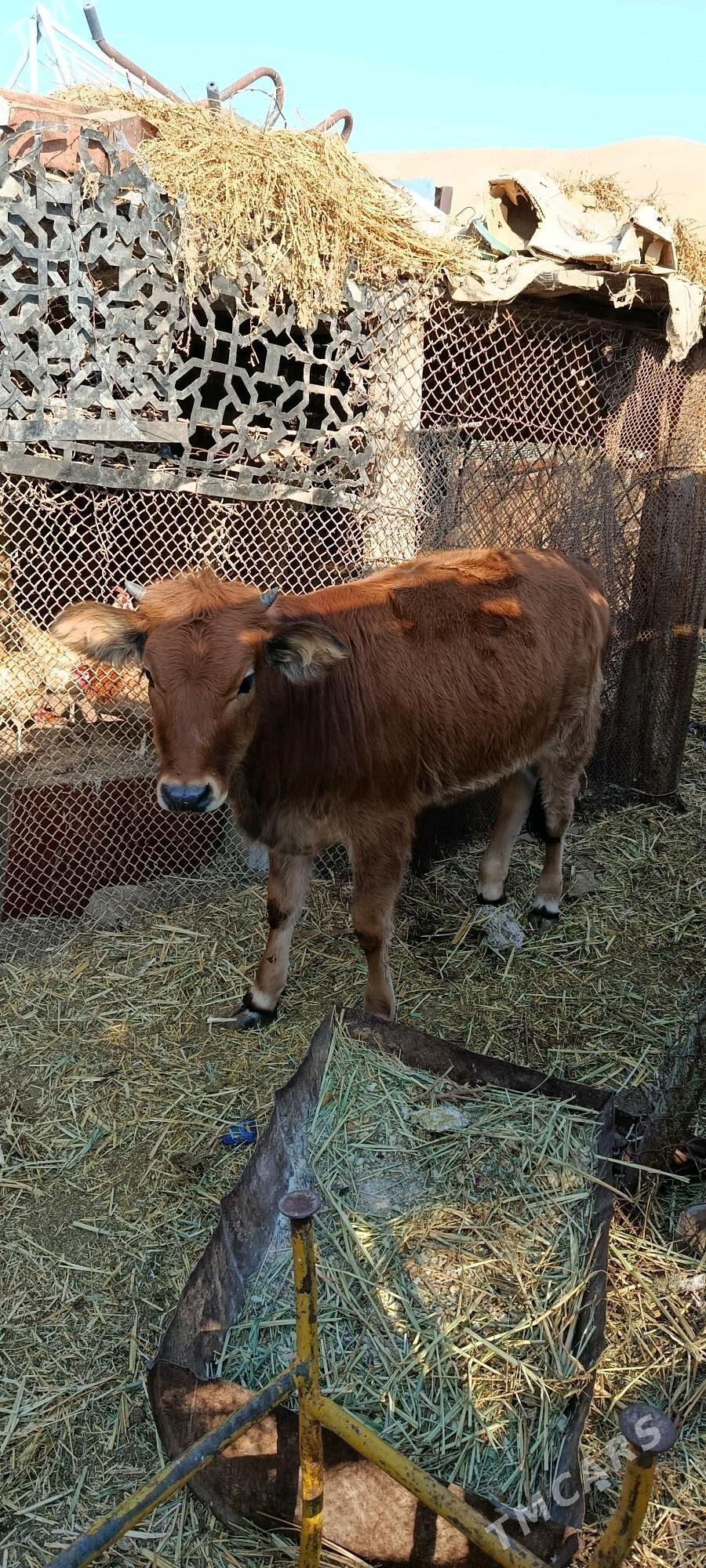 göle - Türkmenbaşy - img 2