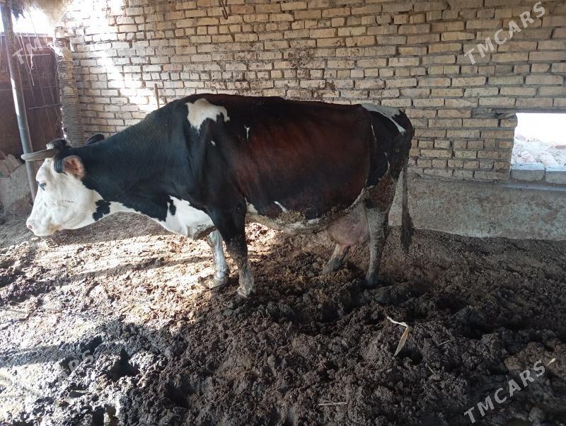 galişteýin - Çärjew - img 2